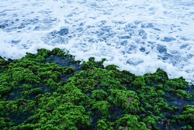 Elevate Your Wellness: How to Incorporate Sea Moss into Your Luxury Routine