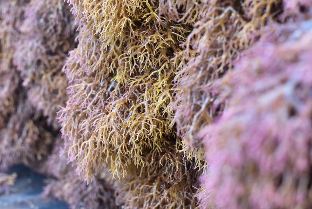 Sea Moss in the ocean